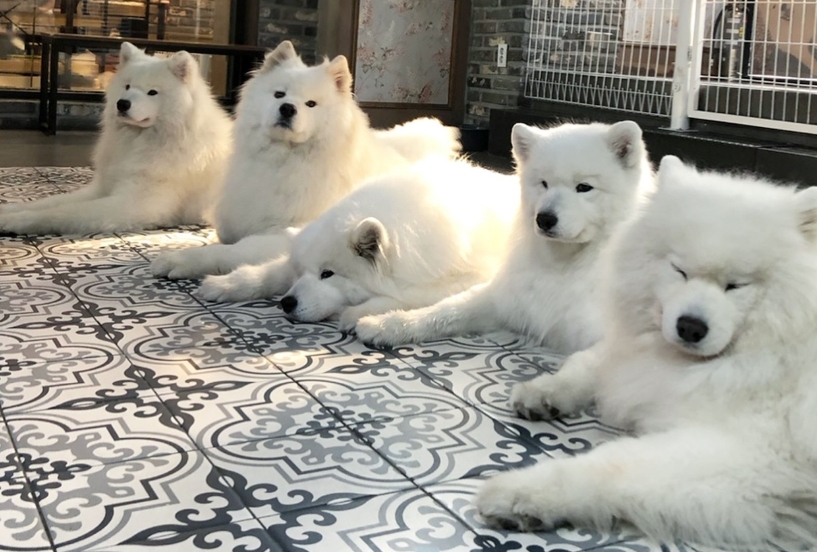 Winters Village – ein Spaß für Hundefreunde