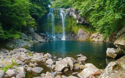 Green Day – Ein Tag für Freundschaft, Natur und Soju